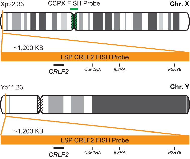 CRLF2/CCPX FISH Probe Kit  