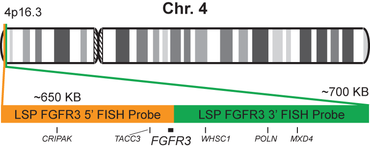 FGFR3 Break Apart FISH Probe Kit  