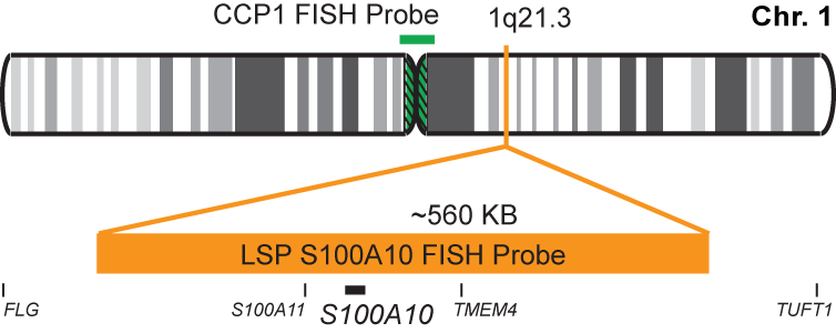 S100A10/CCP1 FISH Probe Kit
