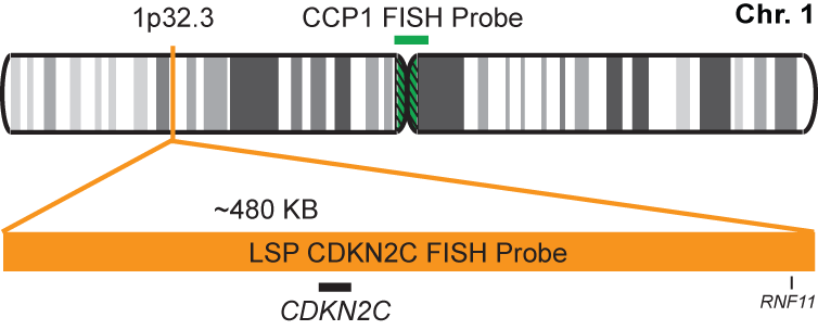 CDKN2C/CCP1 FISH Probe Kit 