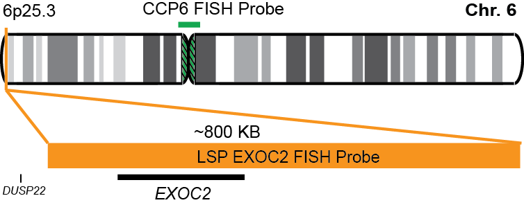 EXOC2/CCP6 FISH Probe Kit