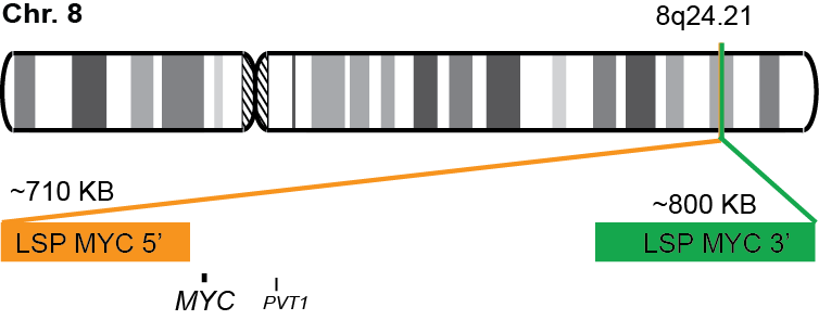 MYC Break Apart LR FISH Probe Kit 