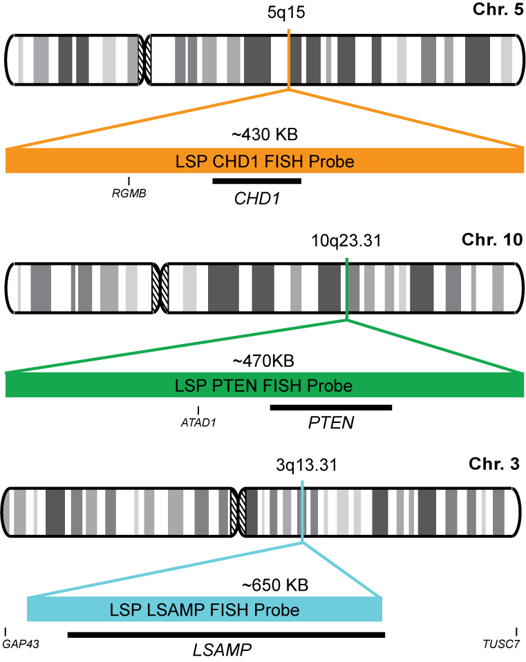 CHD1/PTEN/LSAMP FISH Probe Kit 