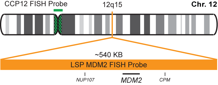 MDM2/CCP12 FISH Probe Kit