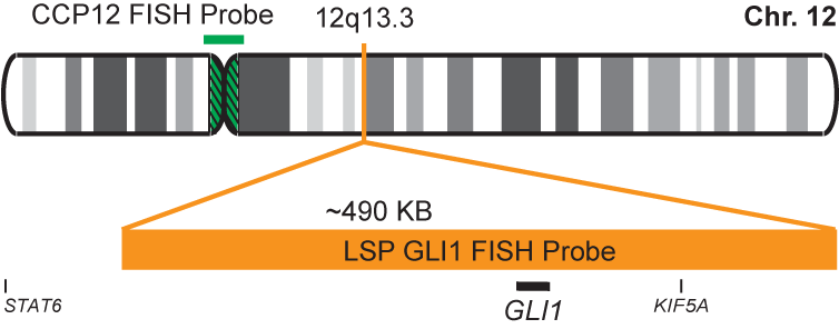 GLI1/CCP12 FISH Probe Kit