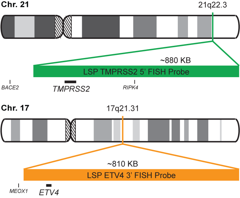 TMPRSS2-ETV4 Fusion/Translocation FISH Probe Kit