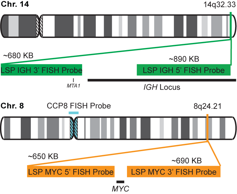 IGH-MYC/CCP8 Tri-color Fusion/Translocation FISH Probe Kit  