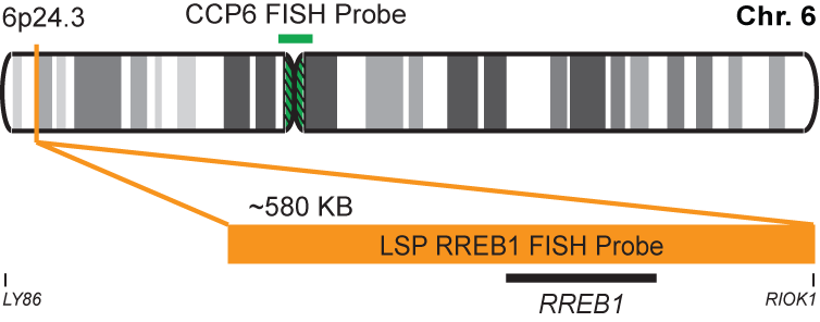 RREB1/CCP6 FISH Probe Kit