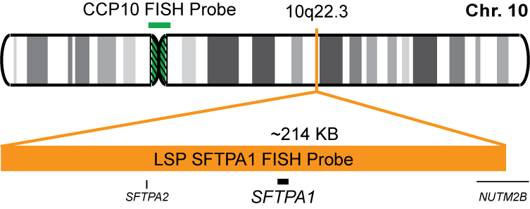 SFTPA1/CCP10 FISH Probe Kit