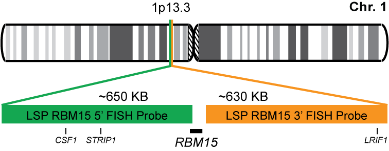 RBM15 Break Apart FISH Probe Kit