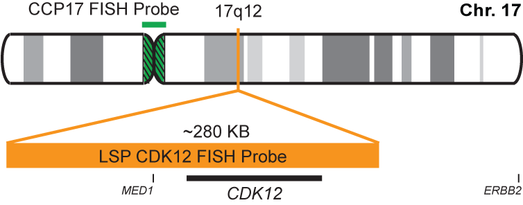 CDK12/CCP17 FISH Probe Kit 