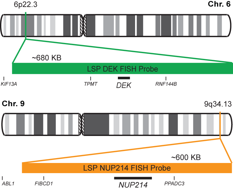 DEK-NUP214 Dual Fusion/Translocation FISH Probe Kit