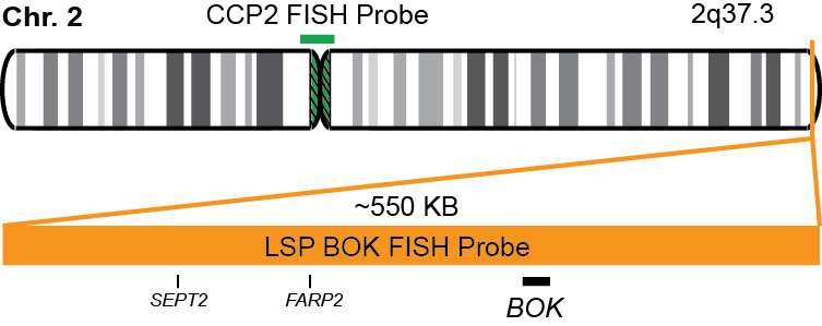 BOK/CCP2 FISH Probe Kit