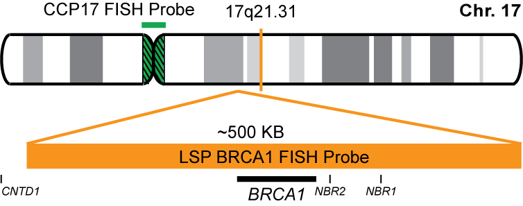 BRCA1/CCP17 FISH Probe Kit 