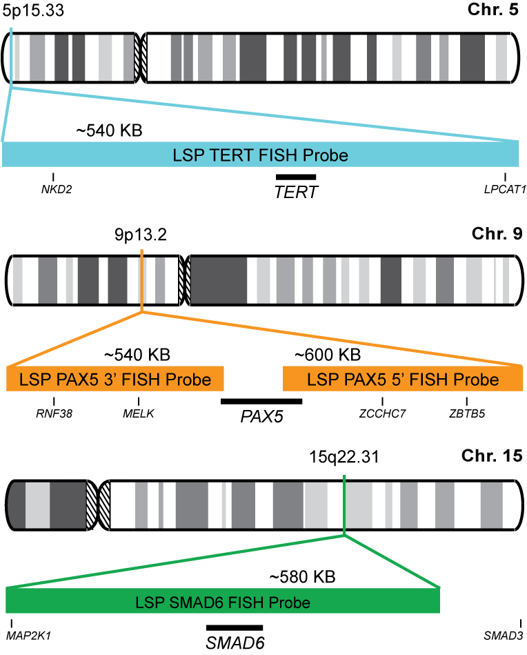 TERT/PAX5/SMAD6 FISH Probe Kit