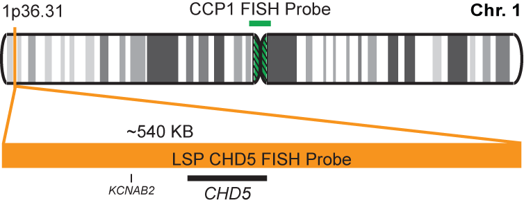 CHD5/CCP1 FISH Probe Kit 