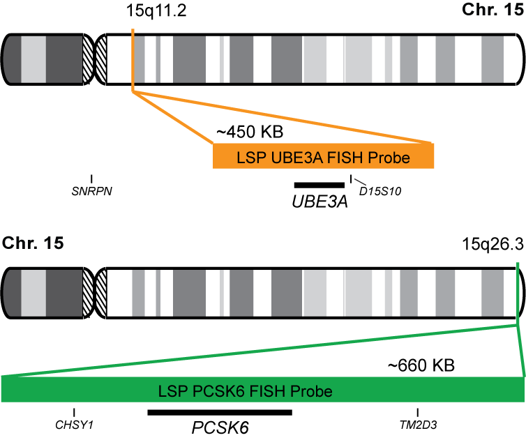 UBE3A/PCSK6 FISH Probe Kit 