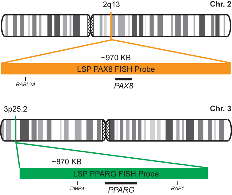 PAX8-PPARG Dual Fusion/Translocation FISH Probe Kit 