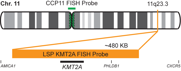 KMT2A/CCP11 FISH Probe Kit 