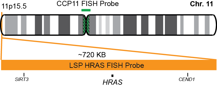HRAS/CCP11 FISH Probe Kit