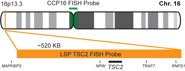 TSC2/CCP16 FISH Probe Kit 