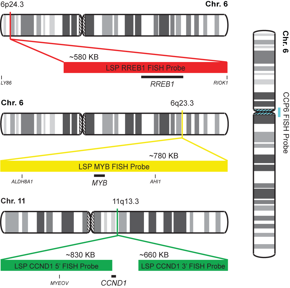 RREB1/MYB/CCP6/CCND1 FISH Probe Kit