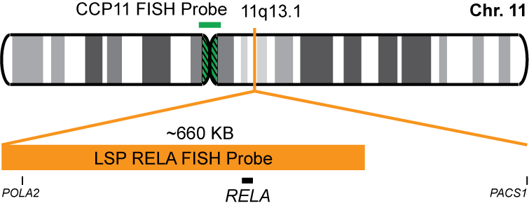 RELA/CCP11 FISH Probe Kit