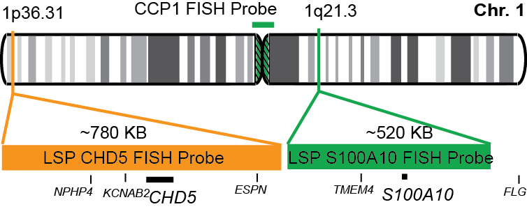 CHD5/S100A10 FISH Probe Kit 