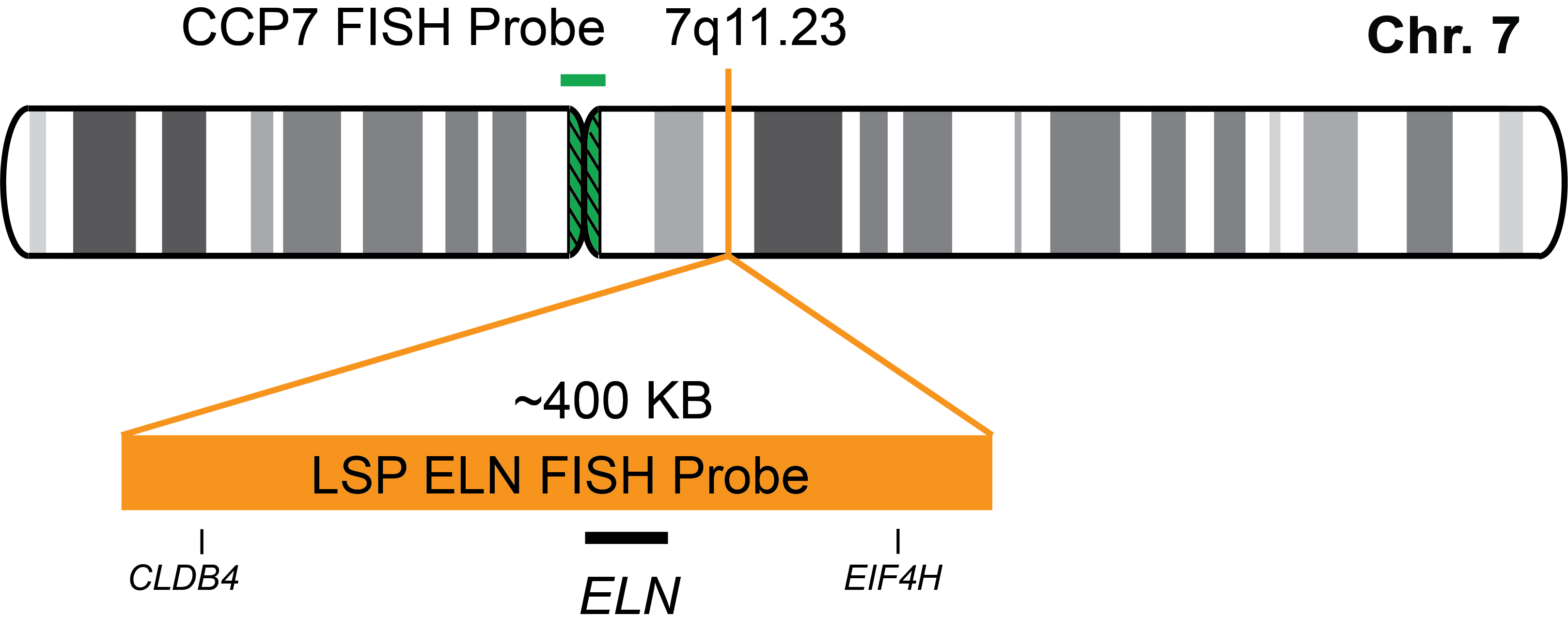 ELN/CCP7 FISH Probe Kit 