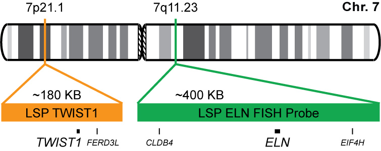 TWIST1/ELN FISH Probe Kit 
