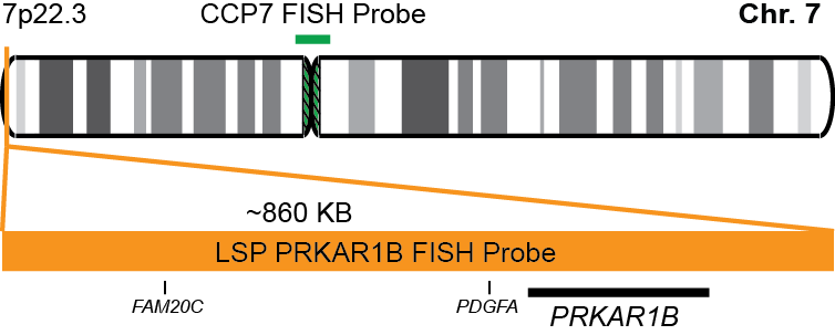 PRKAR1B/CCP7 FISH Probe Kit