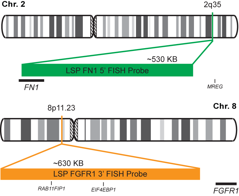 FN1-FGFR1 Fusion/Translocation FISH Probe Kit 