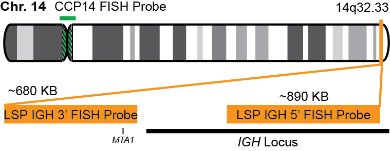 IGH/CCP14 FISH Probe Kit