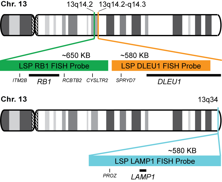 RB1/DLEU1/LAMP1 FISH Probe Kit 