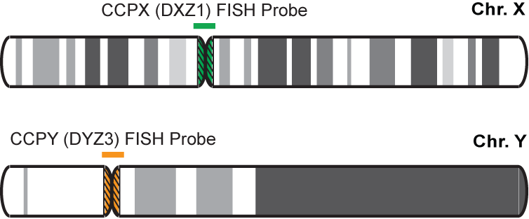 CCPX,Y FISH Probe Kit