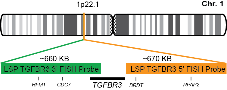 TGFBR3 Break Apart FISH Probe Kit  