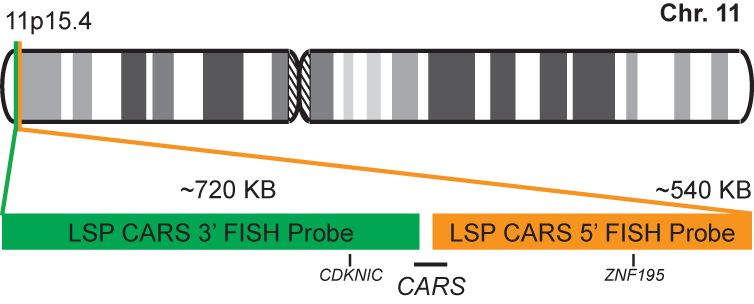 CARS Break Apart FISH Probe Kit