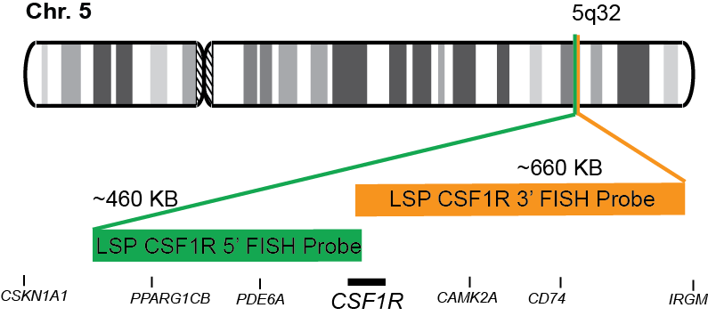 CSF1R Break Apart FISH Probe Kit
