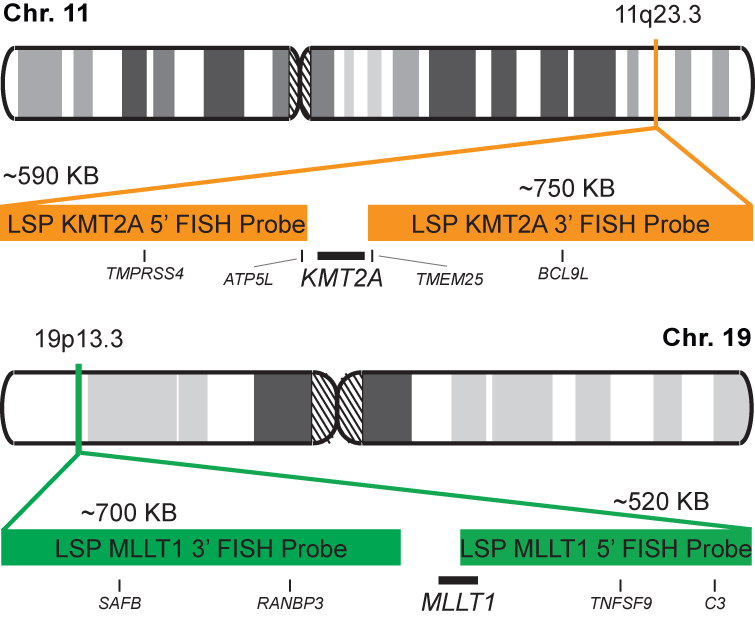 KMT2A-MLLT1 Dual Fusion/Translocation FISH Probe Kit