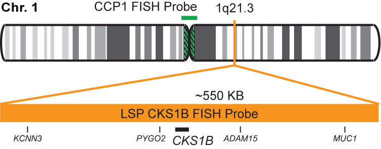 CKS1B/CCP1 FISH Probe Kit