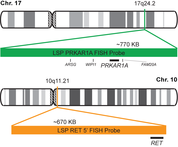 PRKAR1A-RET Fusion/Translocation FISH Probe Kit