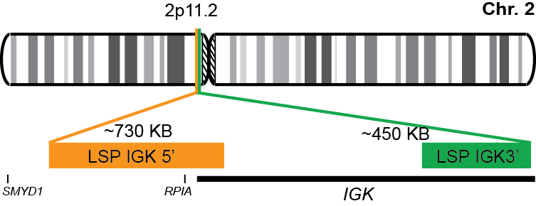 IGK Break Apart FISH Probe Kit