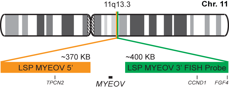 MYEOV Break Apart FISH Probe Kit