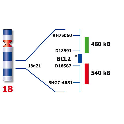 BCL2 Break (tissue)