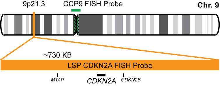 CDKN2A/CCP9 FISH Probe Kit