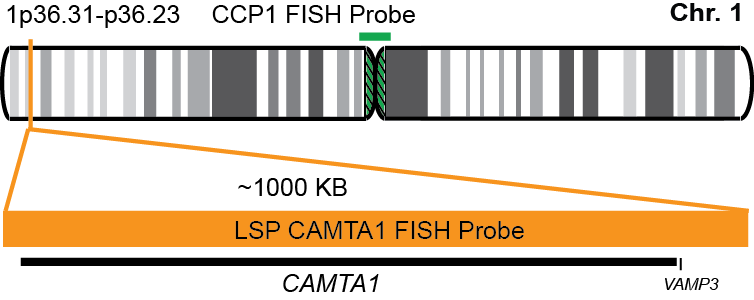 CAMTA1/CCP1 FISH Probe Kit