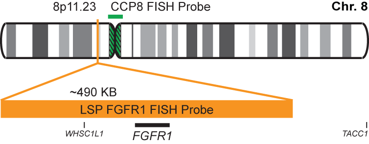 FGFR1/CCP8 FISH Probe Kit
