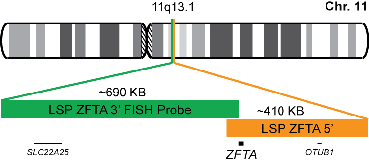 ZFTA Break Apart FISH Probe Kit 