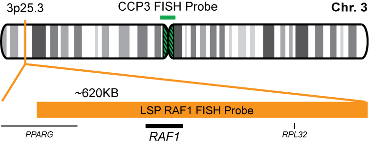 RAF1/CCP3 FISH Probe Kit
