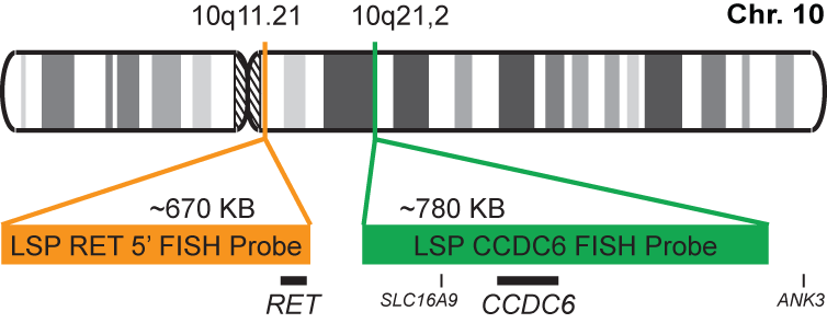 CCDC6-RET Fusion/Translocation FISH Probe Kit 
